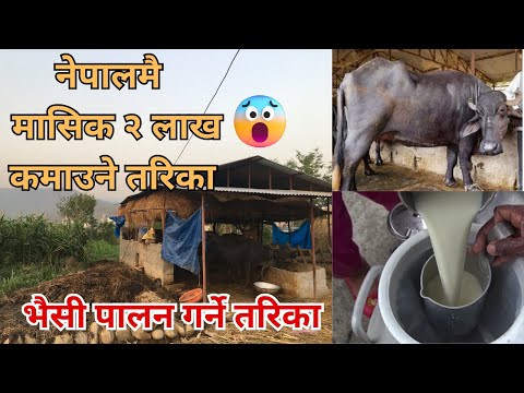भैसी पालनबाट नेपालमै बसेर मासिक २ लाख कसरी कमाउने |  Bhaisi palan Nepal | Buffalo farming Nepal