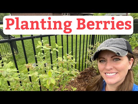 How to Plant Raspberries, Blueberries, and Blackberries | Beginner’s Guide To Plant Berries