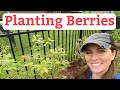 How To Plant Raspberries Blueberries And Blackberries Beginner S Guide To Plant Berries