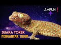 Suara Tokek Malam Hari Pengantar Tidur