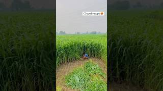 Download lagu SAPI BISA CEPAT GEMUK NIH BOSS #shorts #feedshorts #shortsfeed mp3