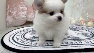 ハーフ犬の動画01