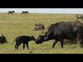 African buffalo with newly-born calf