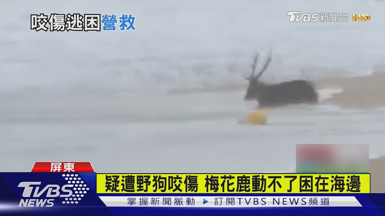 受傷梅花鹿困墾丁南灣!海浪險捲走 專家:可能遭野狗追逐