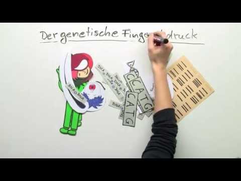 Der genetische Fingerabdruck (Biologie) | Biologie | Genetik