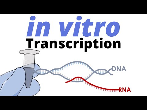 in vitro Transcription