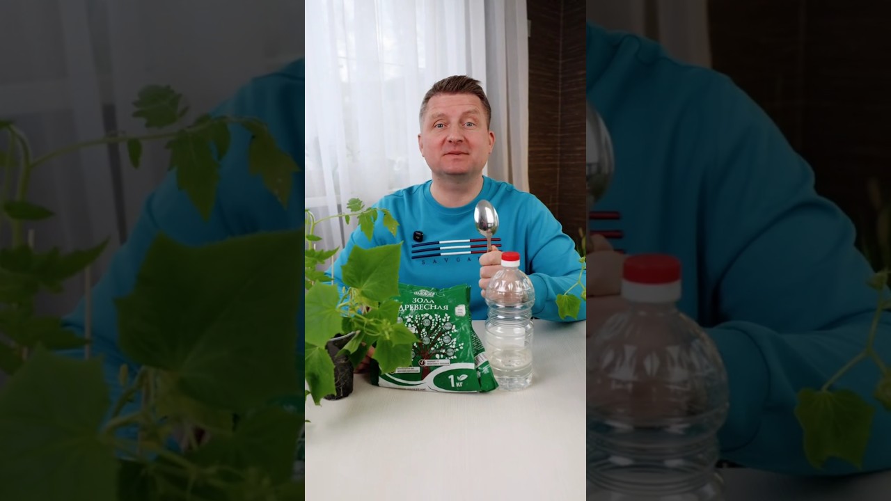 Всего 1 ложка меняет всё! Такая подкормка золой гораздо эффективнее!