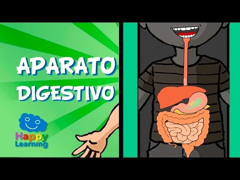 El Aparato Digestivo y la Digestión | Videos para Niños de Primaria | Happy Learning