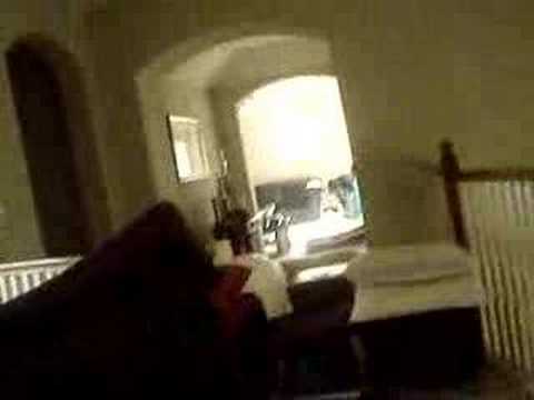 my dogs obstacle course