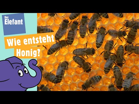 , title : 'Wie machen Bienen Honig? | Der Elefant | WDR'