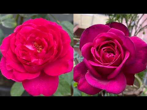 David Austin Rose, William Shakespeare 2000 || Summer Vs Winter Bloom