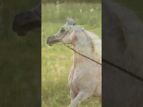 Iylah El Aziz | Excalibur EA x Iman By Ajman