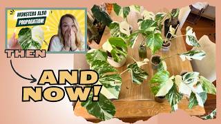 I Chopped My MONSTERA ALBO Plant and Got CRAZY Results!