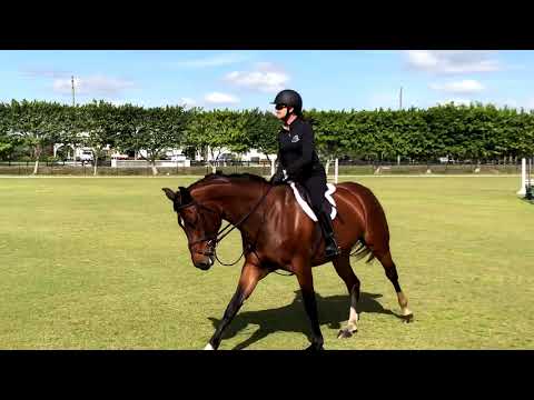 Arya CF Flatwork Under Saddle, Wellington, FL. March 2020.