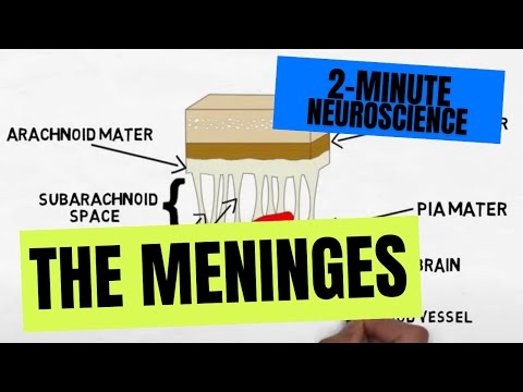 2-Minute Neuroscience: The Meninges