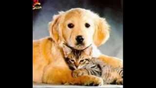 Cats = Love (+ a few other animals)