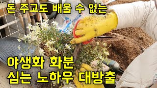 돈 주고도 배울 수 없는 야생화 화분심기 노하우