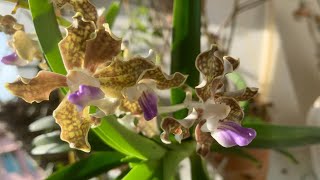 Wild orchid from my small Balcony, Kolkata(India)