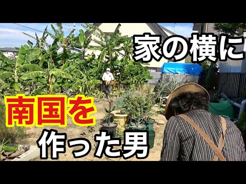 plante-exotique-bananier-pot-terrasse plante exotique