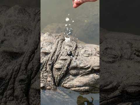 ধলা পাহাড়ের গায়ে জোক পোকা! লবণ দিতেই মুহূর্তে উধাও 🐊 #dholapahar #mehedihasantopu #crocodile