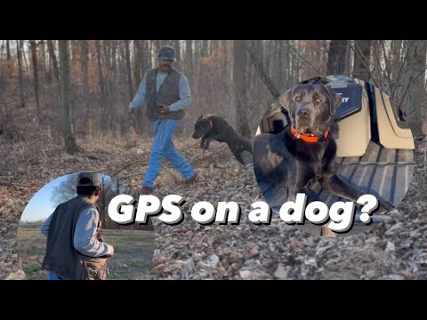 The Best GPS for a Dog!!