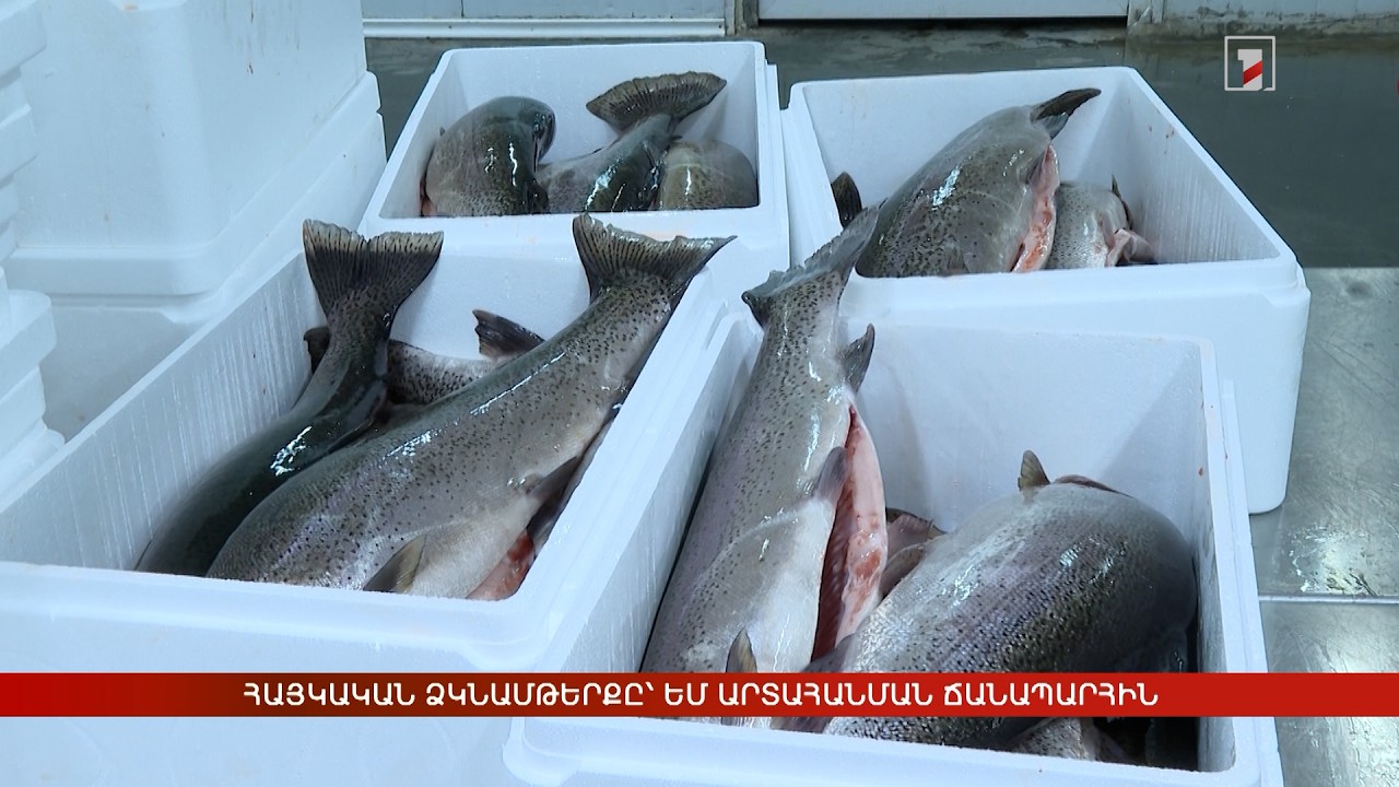 Հայկական ձկնամթերքը՝ ԵՄ արտահանման ճանապարհին