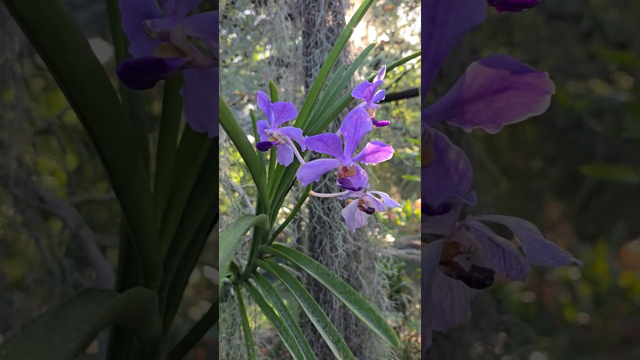 How the Sun catches the purple Vanda #orchids #vandaorchid