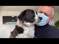 Doggies Go To The Vets For Teeth Cleaning Day