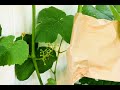 Bagging Grape Clusters to Avoid Black Rot Disease