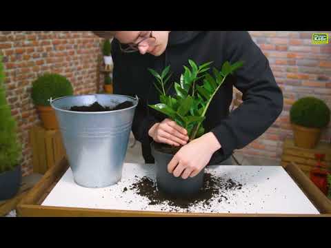 Glücksfeder umtopfen | Pflanzen-Kölle