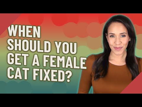 When should you get a female cat fixed?