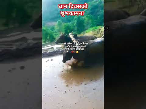 asare masko dabdabe hilo chhunama ghin lagyo #music #newsong #nepalisong #osrdigital #love