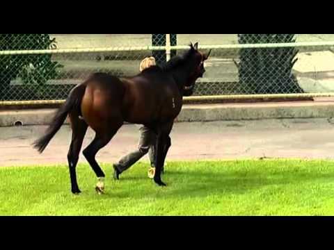 Belmont Park, 30/04/2016 - Race 1 - STORED ENERGY - Stan Bates & Jason Whiting