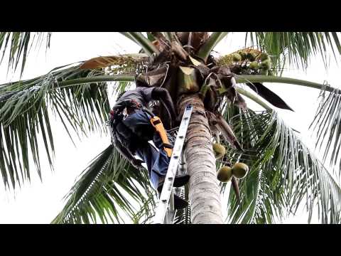 J&J The Tree Doctor Tutorial on Trimming Coconut Trees