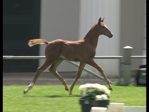 Carthino Z - Baloubrie, Oldenburger Hengstfohlen, * 05/2024