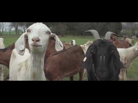 Chlazená kola pro kozín Na Samotách