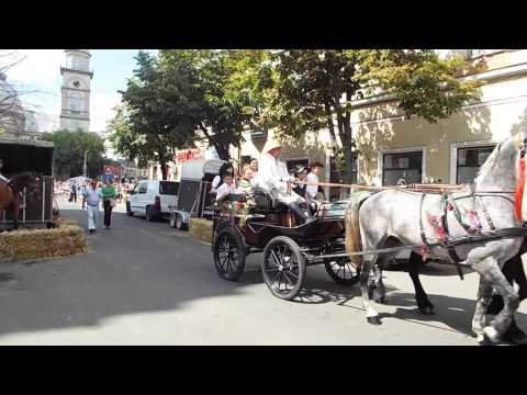 Parada de cai la Satu Mare