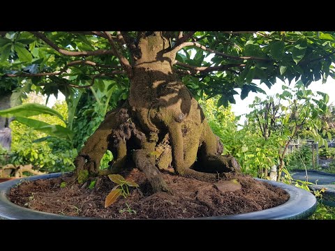 BÁN 1 CÂY  GIẢO THỦ ĐỨC 28TR .1 CÂY  MAI XOẮN. 6 CÂY CÚC THỌ HƯƠNG