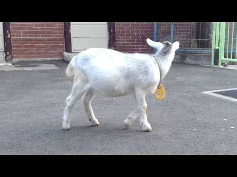 [ヤギさん]なかよし子ヤギ