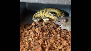 THIS RAT BITES THE WRONG SNAKE!!