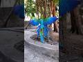 Harlequin Macaw A Vibrant Masterpiece Of Nature S Colors And Plumage HarlequinMacaw