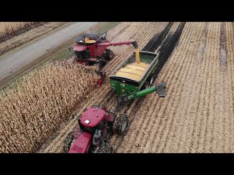 Harvesting corn with a tracked combine