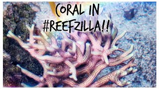 We Transfer Coral Back into #reefzilla! - 180 gallon Custom Reef Tank Update November 2019