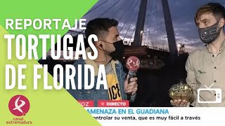 Canal Extremadura (A Esta Hora): las Tortugas de Florida comienzan a despertarse