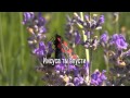 Иисуса ты впусти (плюс) 