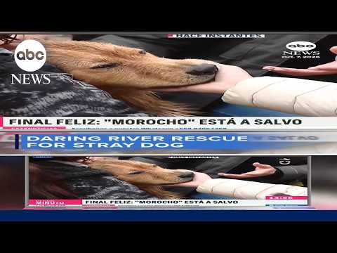 Dog safe after rescue from raging floodwaters in Chile