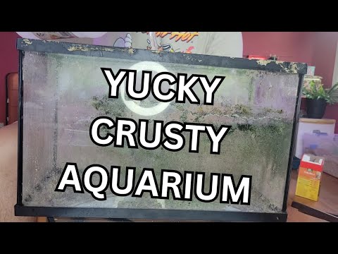 How to Clean CRUSTY Aquarium Glass (dried algae & calcium deposits)