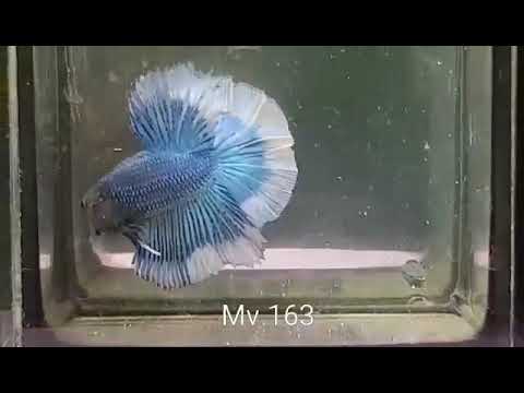 (MV-163)Blue Butterfly Halfmoon Male Betta
