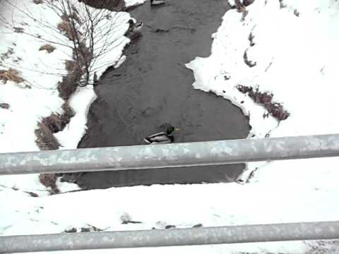 Duck´s in Veberöd.AVI