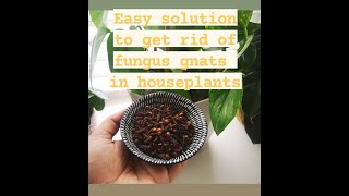 Natural repellent for fungus gnats in houseplants | Get rid of flies on indoor plants | #Shorts